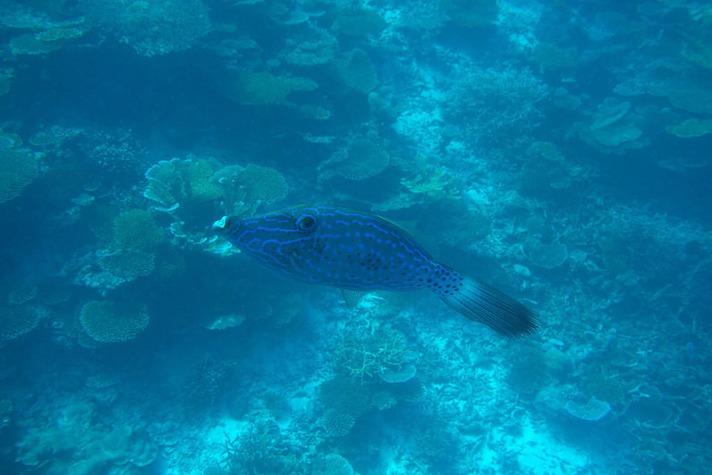 Tilefish