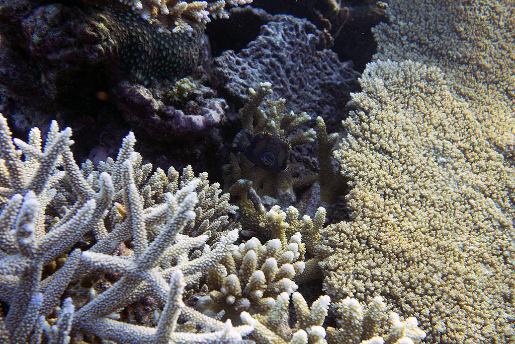 White spotted boxfish