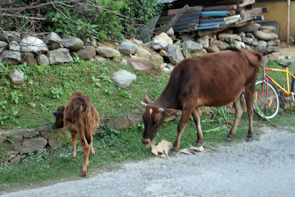 Cardboard-eating cow.