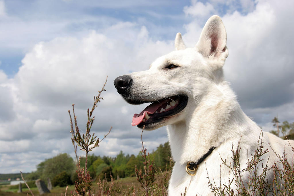 Any photo with this dog in it looks good.