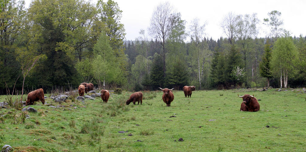 More of the ridiculous-looking hairy cows.