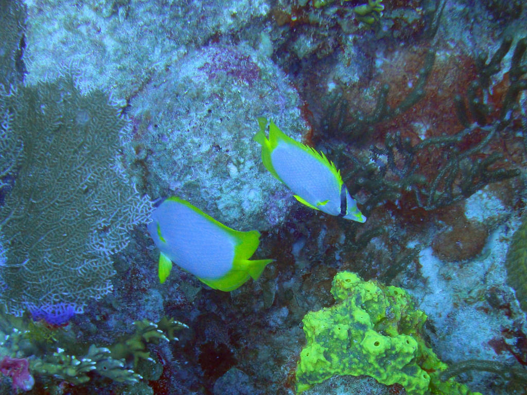 Butterflyfish