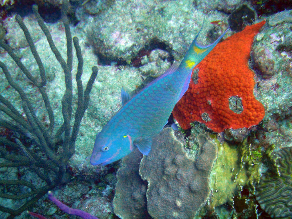 Parrotfish