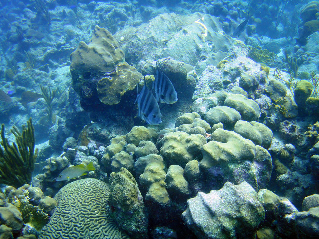 Atlantic spadefish