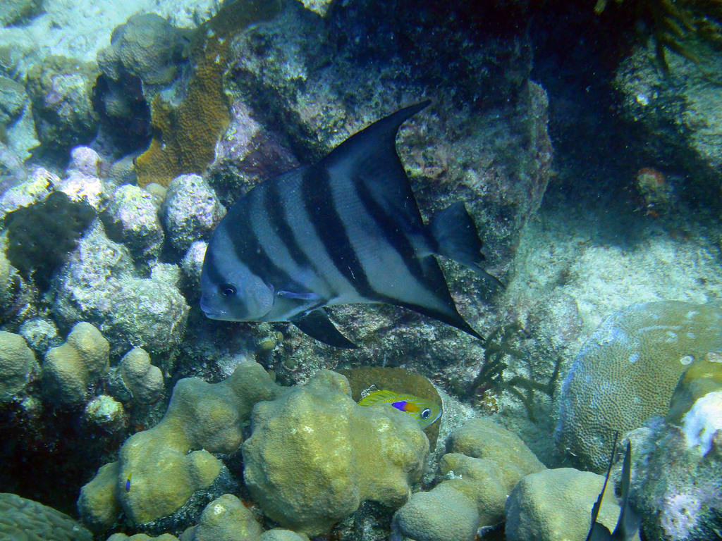 Spadefish, grunt, and fairy basslet