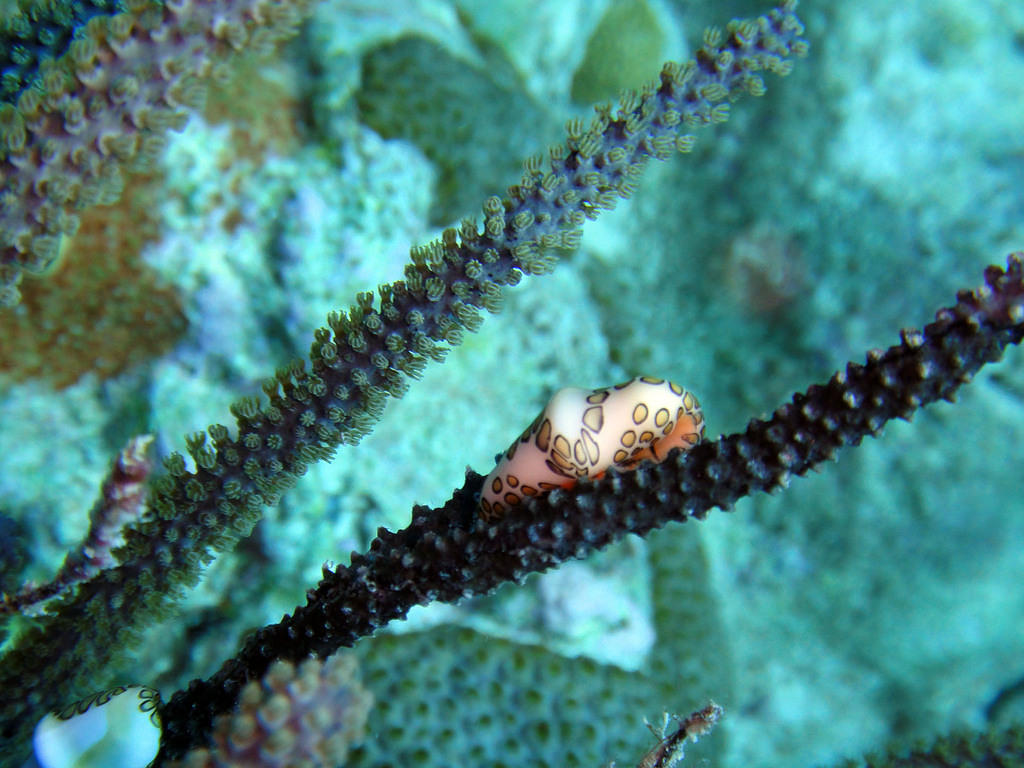 Coral and snail