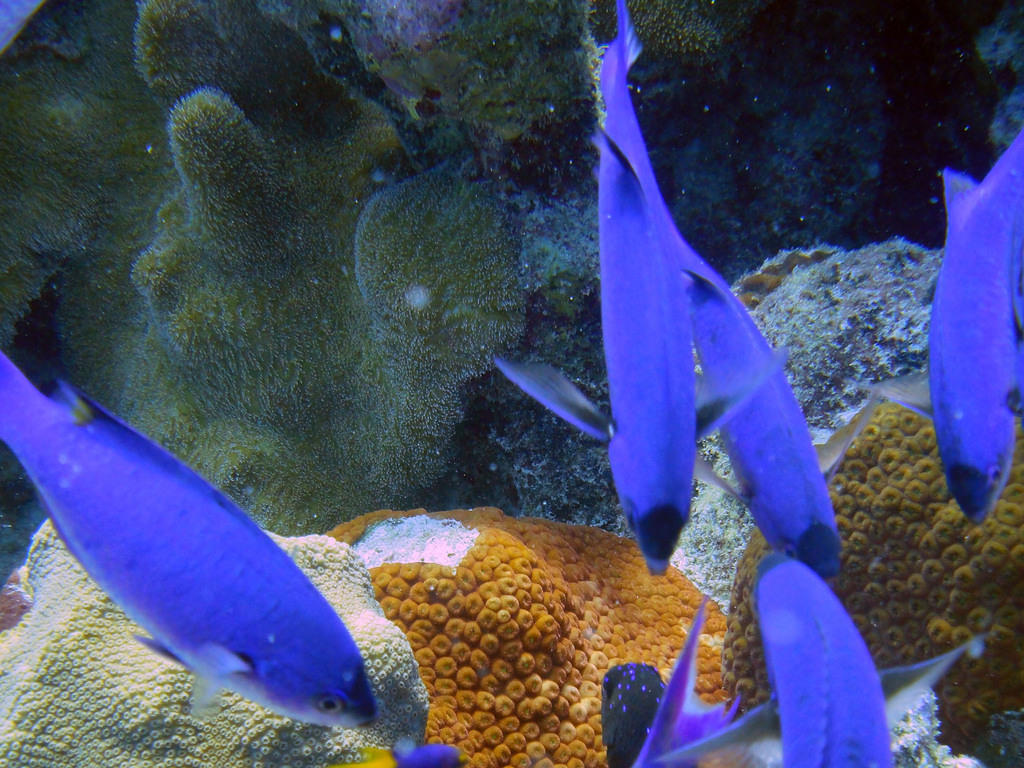 Blue chromis and coral