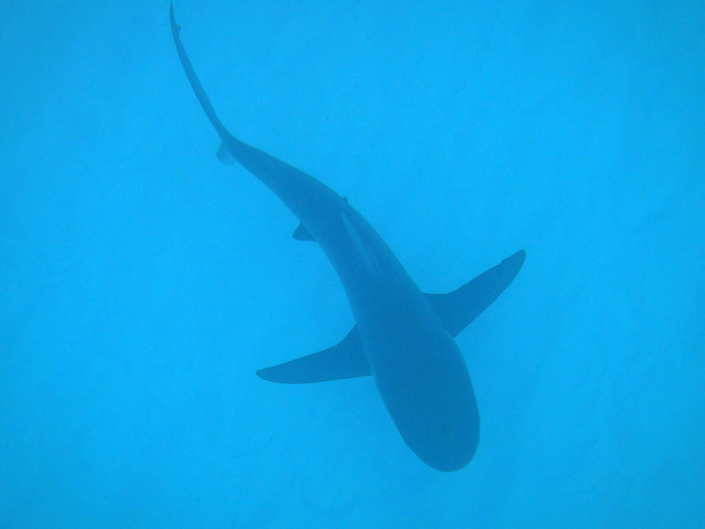 Nurse shark