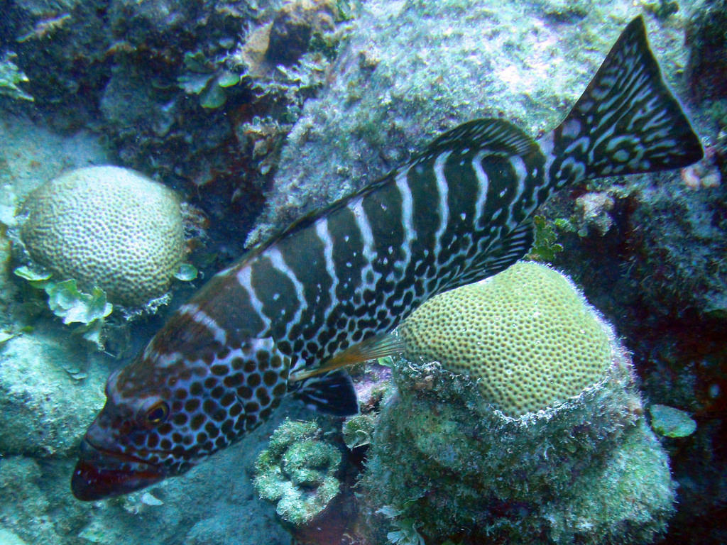 Tiger grouper