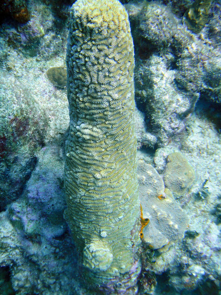 Pillar coral