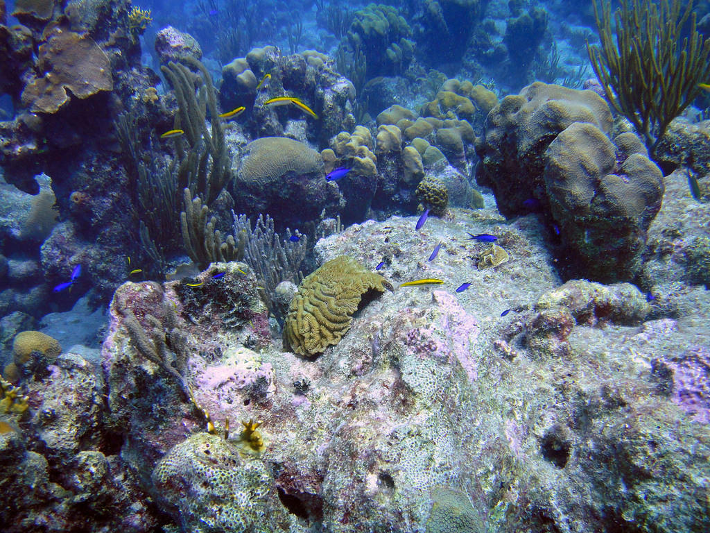 Small brain coral