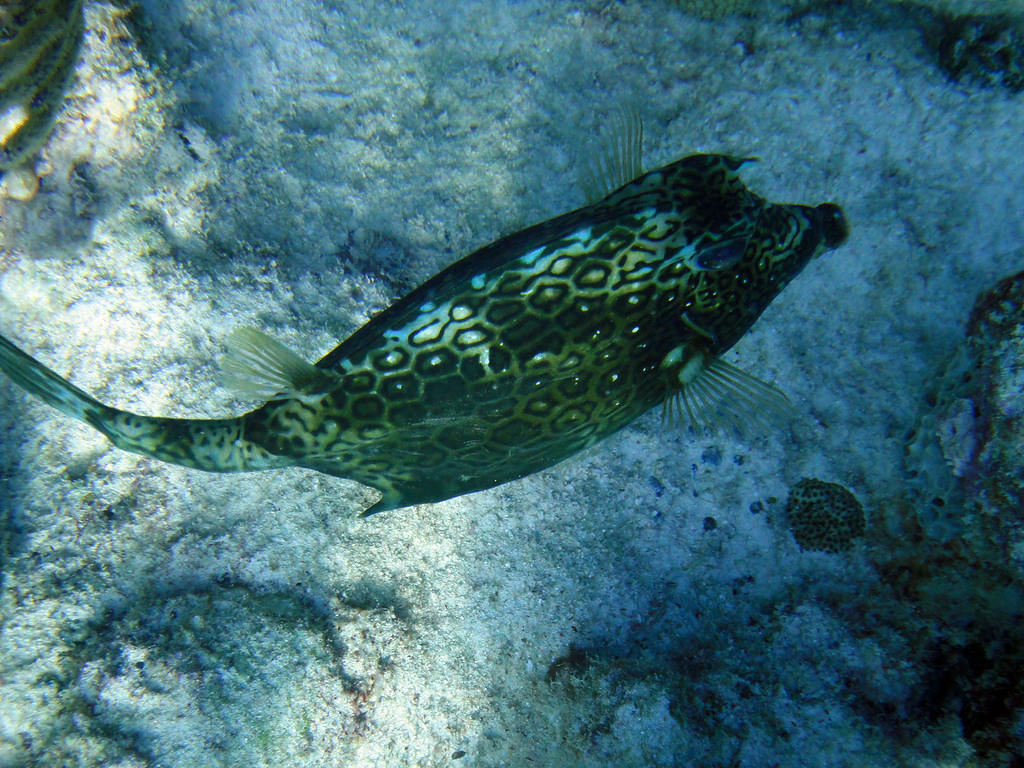 Cowfish 2