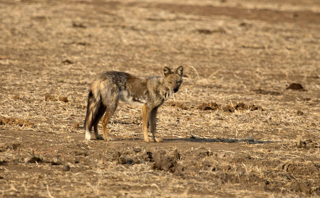 Side-striped jackal 2