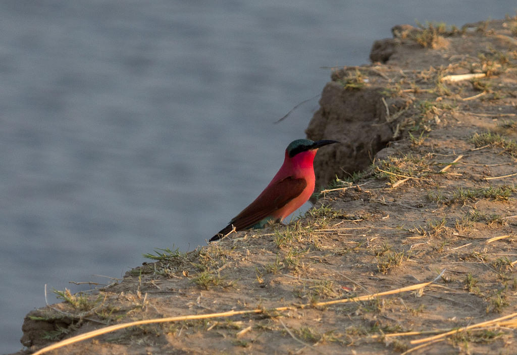 Carmine bee eater