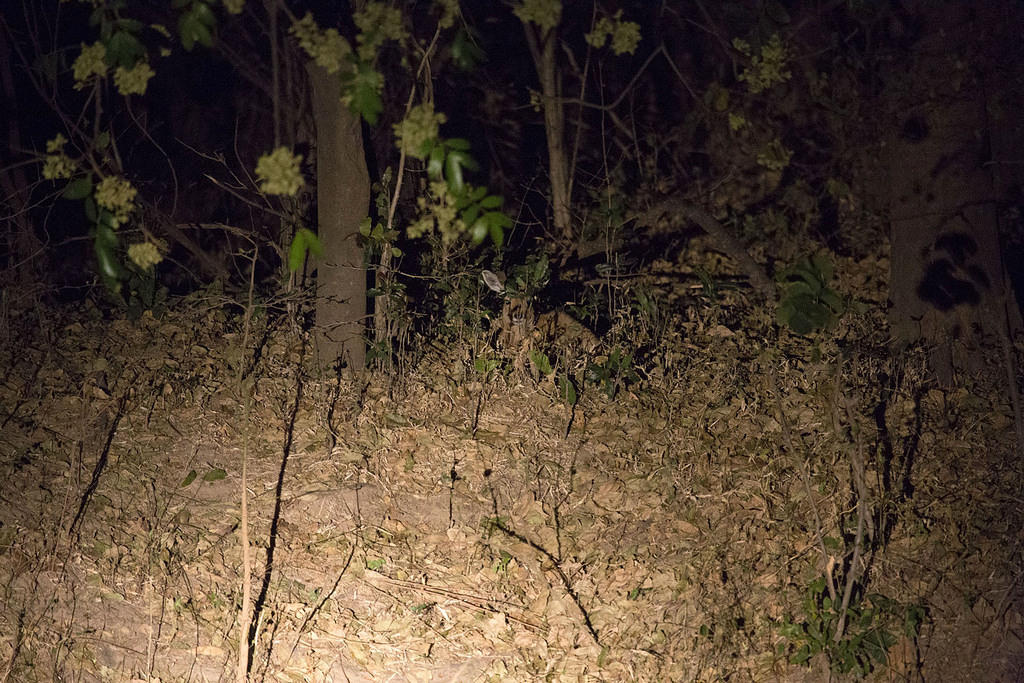 Baby puku hiding at night