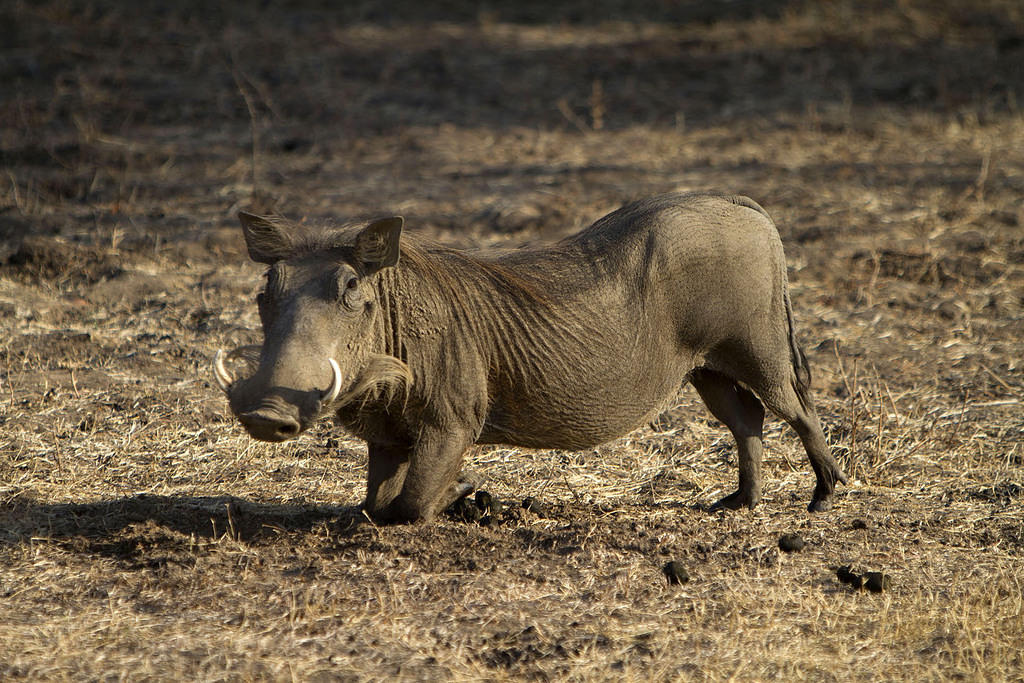 Warthog