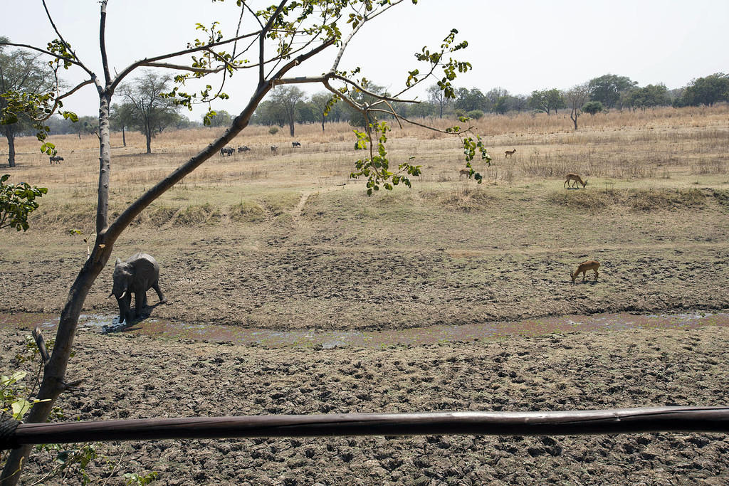 Elephant out back