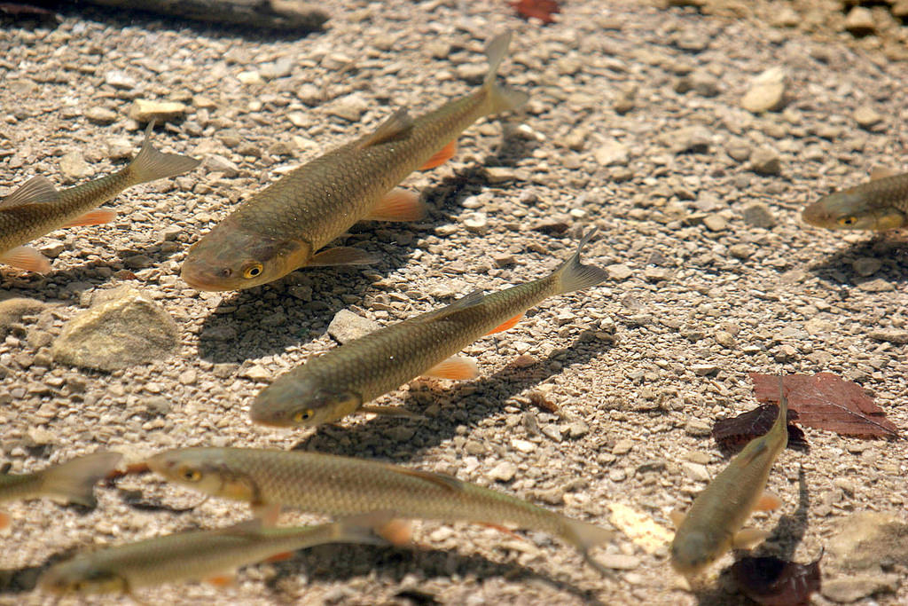 Floating fish in Plitvice Lakes National Park, Croatia