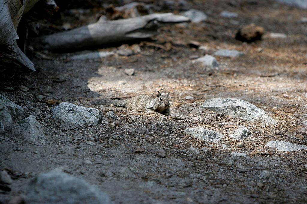 This squirrel loved playing in dirt