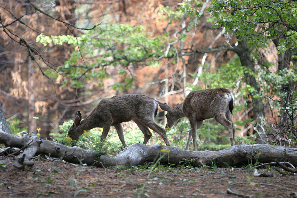 Baby deer