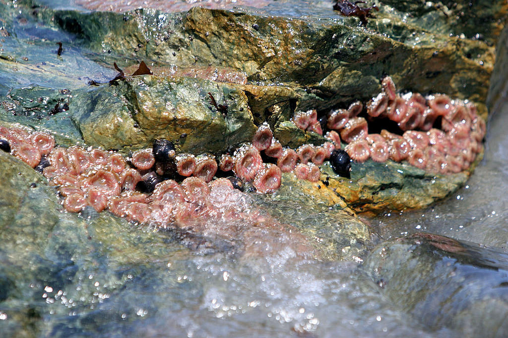 Anemone, Big Sur