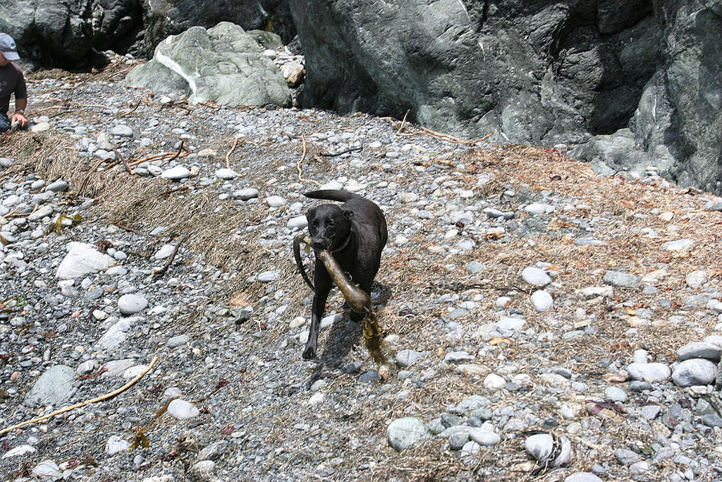 Dogs love playing fetch with kelp stalks