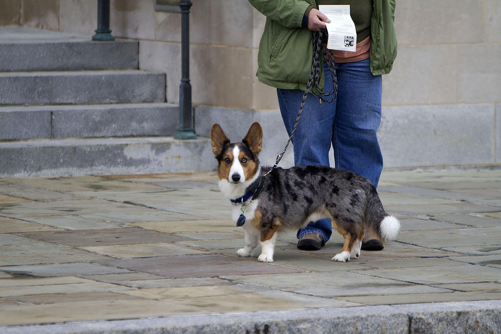 Corgi