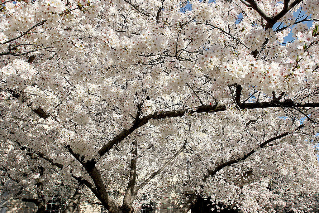 A world of blossoms