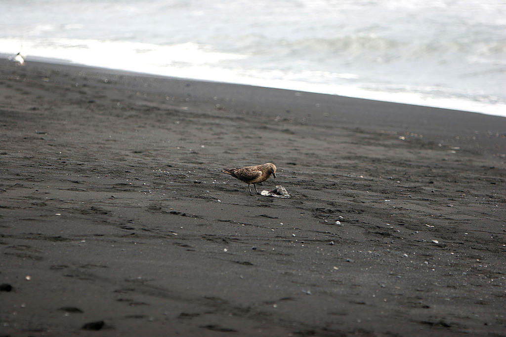 It's a bird-eat-bird world.
