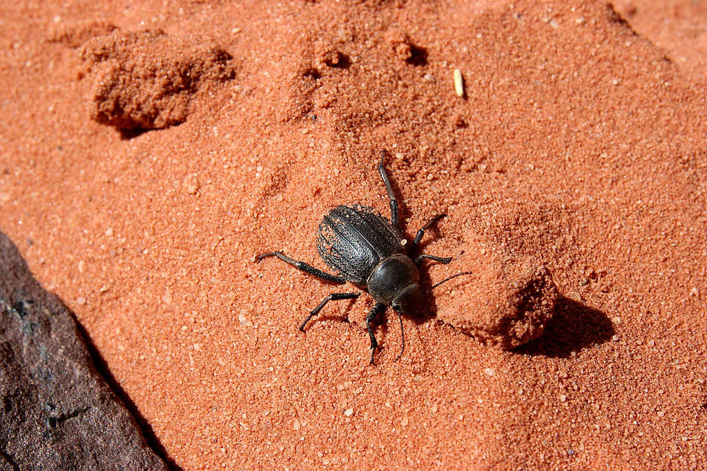 Dung Beetle