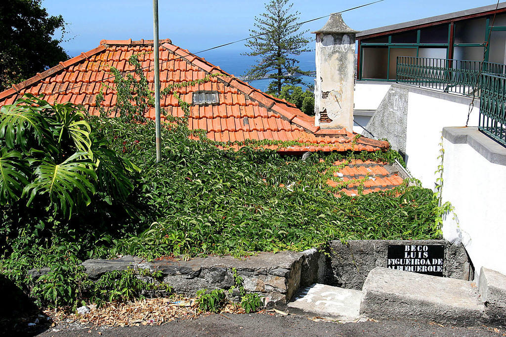 That pit in the ground is a small tunnel under some guy's garage--an actual path to one of the orchid gardens in Funchal.