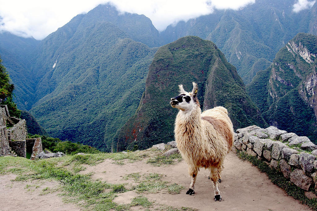 Ostentatious Alpaca