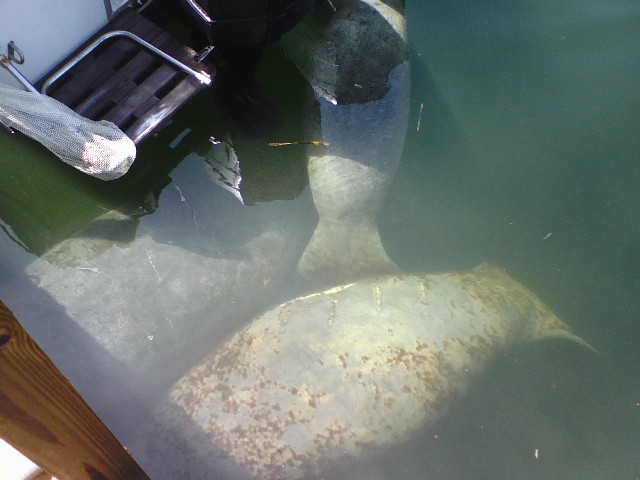 manatees_2.jpg