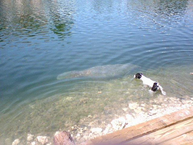 That dog is really unsure what the hell to make of the fat, gray blob.