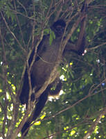 Howler monkey