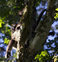 Howler monkey and baby