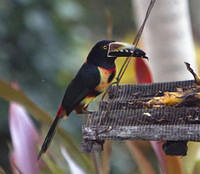 Toucan eating banana