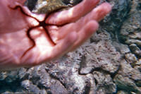 Brittle sea star