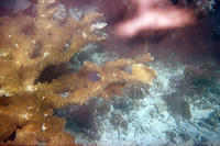 Blue tang on elkhorn coral