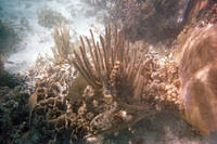 Trumpet fish