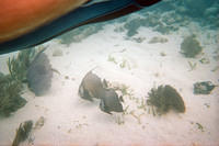 Gray angelfish