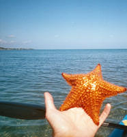 Cushion starfish