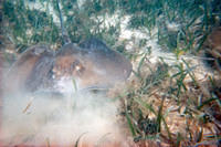 Southern stingray