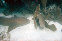 Nurse shark