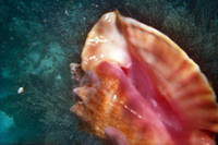 Conch