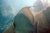 Gray angelfish