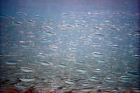 Sardines