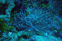 Anemone