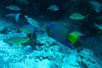 Queen angelfish