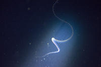 Siphonophore